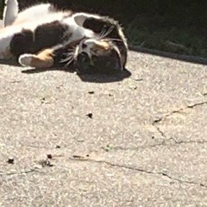 Meet your Posher, Wesley